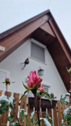 első terasz előtti rózsa